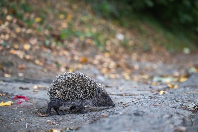 儘管在聯賽 儘管在聯賽